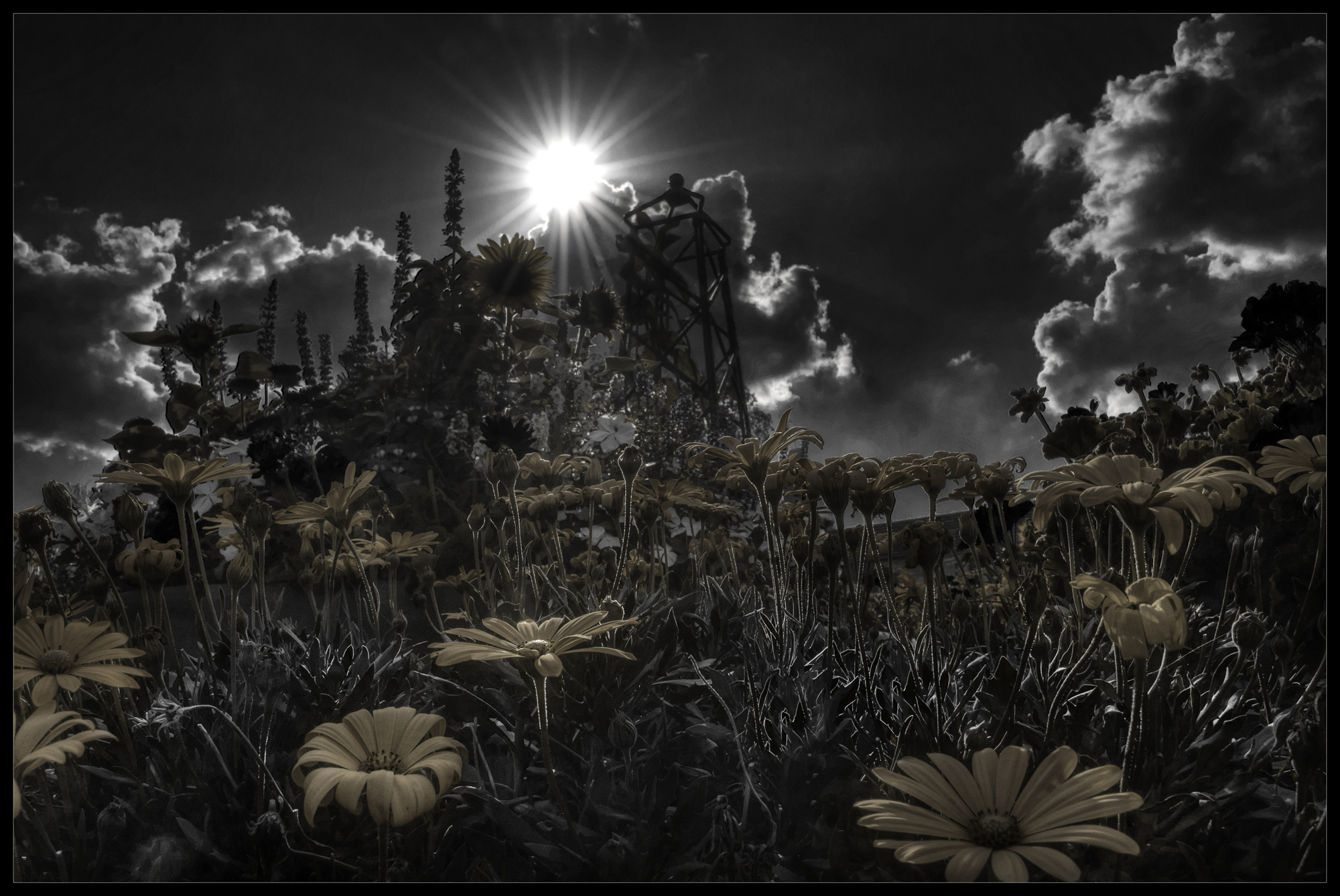 A selective color photo of various flowers.